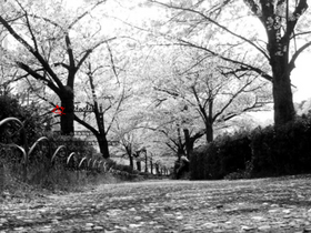 'hotdoglab.jp' screenshot