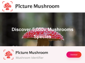 'picturemushroom.com' screenshot