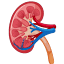 kidneyabc.com