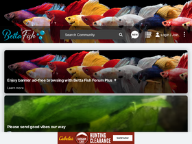 'bettafish.com' screenshot