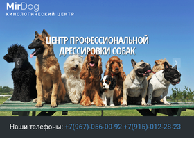 mirdog.ru