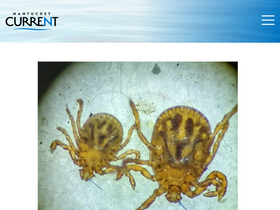 'nantucketcurrent.com' screenshot