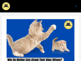 'upgradeyourcat.com' screenshot