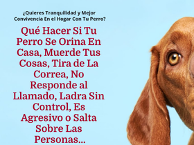 perro-obediente.com