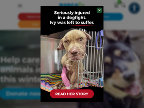 'rspcavic.org' screenshot