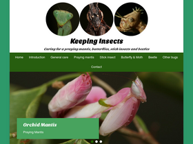 keepinginsects.com