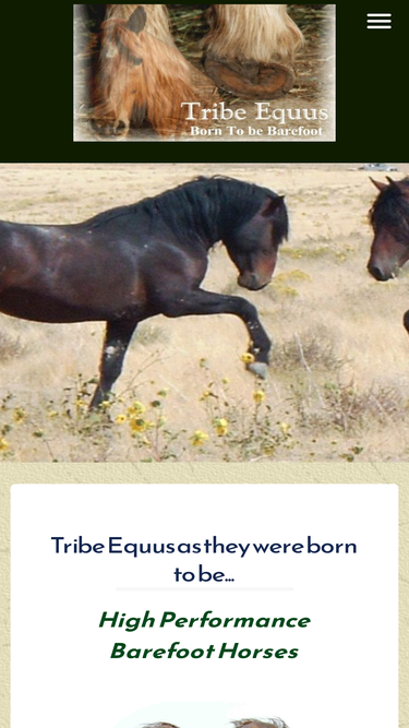tribeequus.com