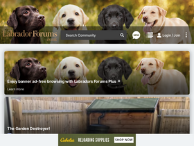 labradorforums.co.uk