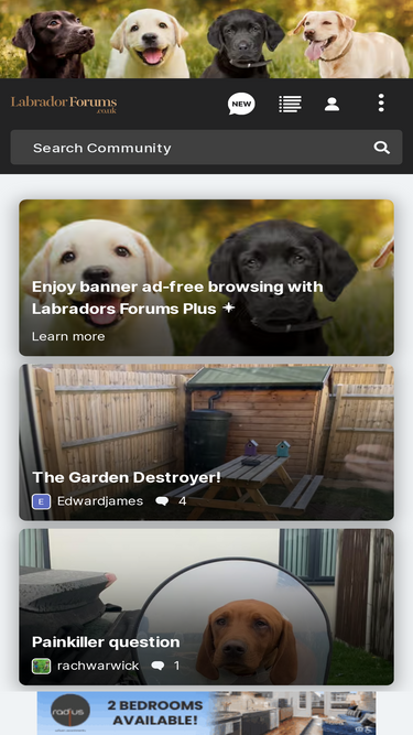 labradorforums.co.uk