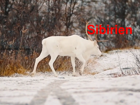 sibir.de