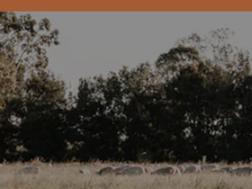 wormsdownunder.com homepage screenshot