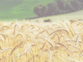 'agronomu.com' screenshot