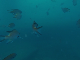 'shimotsu-pialand.com' screenshot