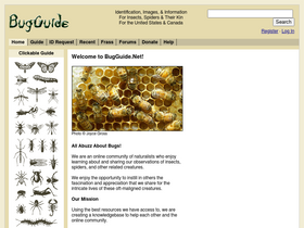 'bugguide.net' screenshot
