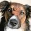 smartdogs.wordpress.com
