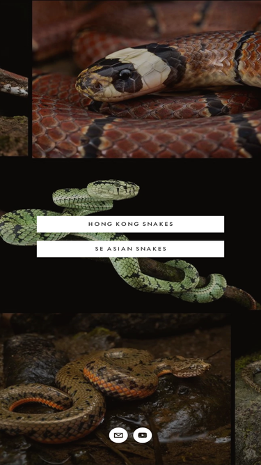 hongkongsnakeid.com