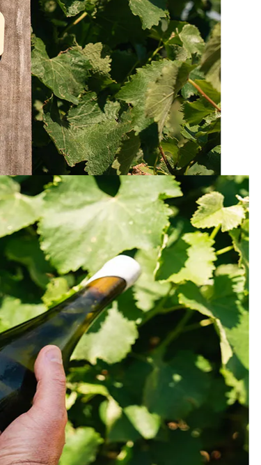 polperrowines.com.au