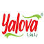 yalovasa.com