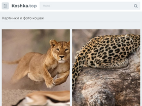 'koshka.top' screenshot
