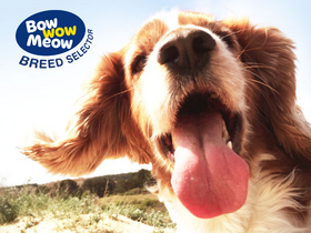 'selectadogbreed.com' screenshot