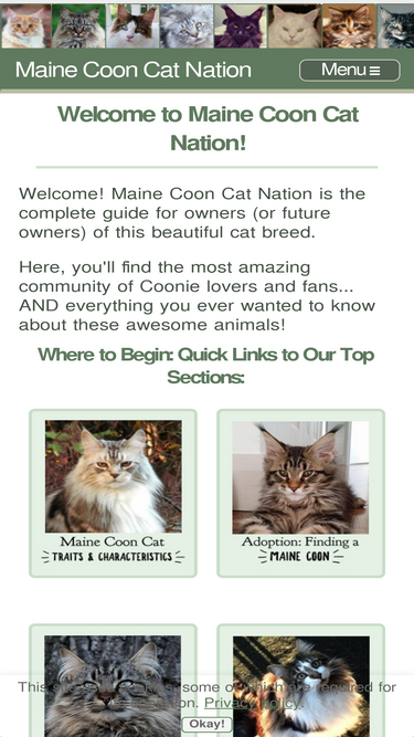 maine-coon-cat-nation.com