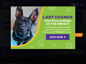 'spca.org' screenshot