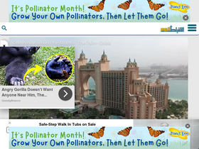 'coptstoday.com' screenshot