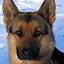 ctgermanshepherddogs.com