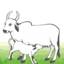 sarhaddairy.coop