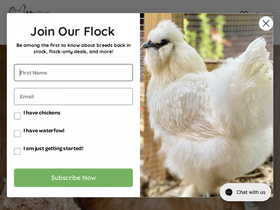 'mypetchicken.com' screenshot