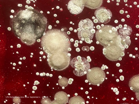 galerieartconcept.com