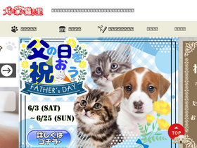 'dognoie.com' screenshot