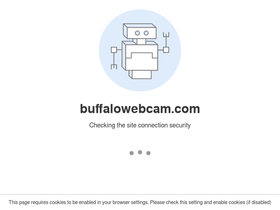 'buffalowebcam.com' screenshot