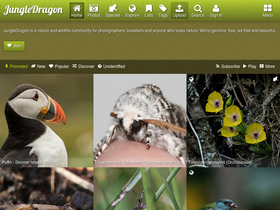 'jungledragon.com' screenshot