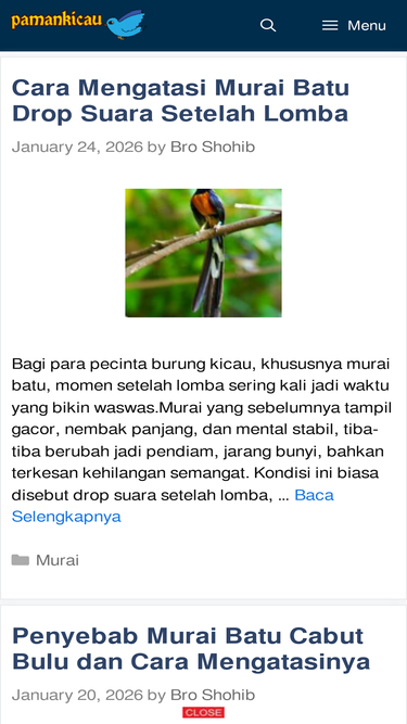 pamankicau.com
