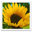 fleurdefranz.com