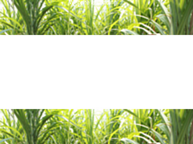 'caneup.in' screenshot