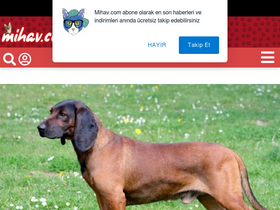 'mihav.com' screenshot