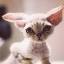 devonrex.com