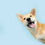 shidog.com