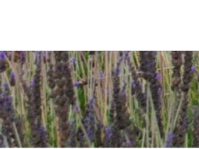 harmonyinthegarden.com