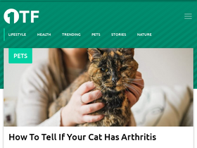 'teddyfeed.com' screenshot