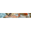 groundation.forumactif.fr