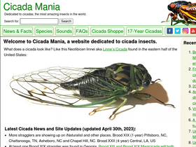 'cicadamania.com' screenshot