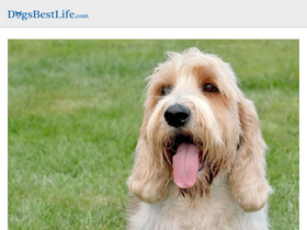 'dogsbestlife.com' screenshot