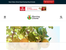 'morningchores.com' screenshot