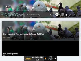 'pigeons.biz' screenshot