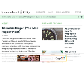 'succulentcity.com' screenshot