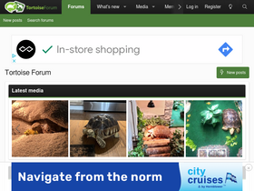 'tortoiseforum.org' screenshot