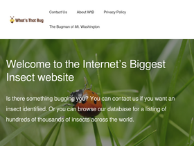 'whatsthatbug.com' screenshot